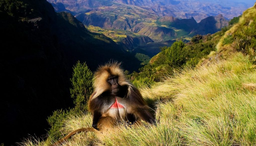 Great Ethiopian Run — Extended