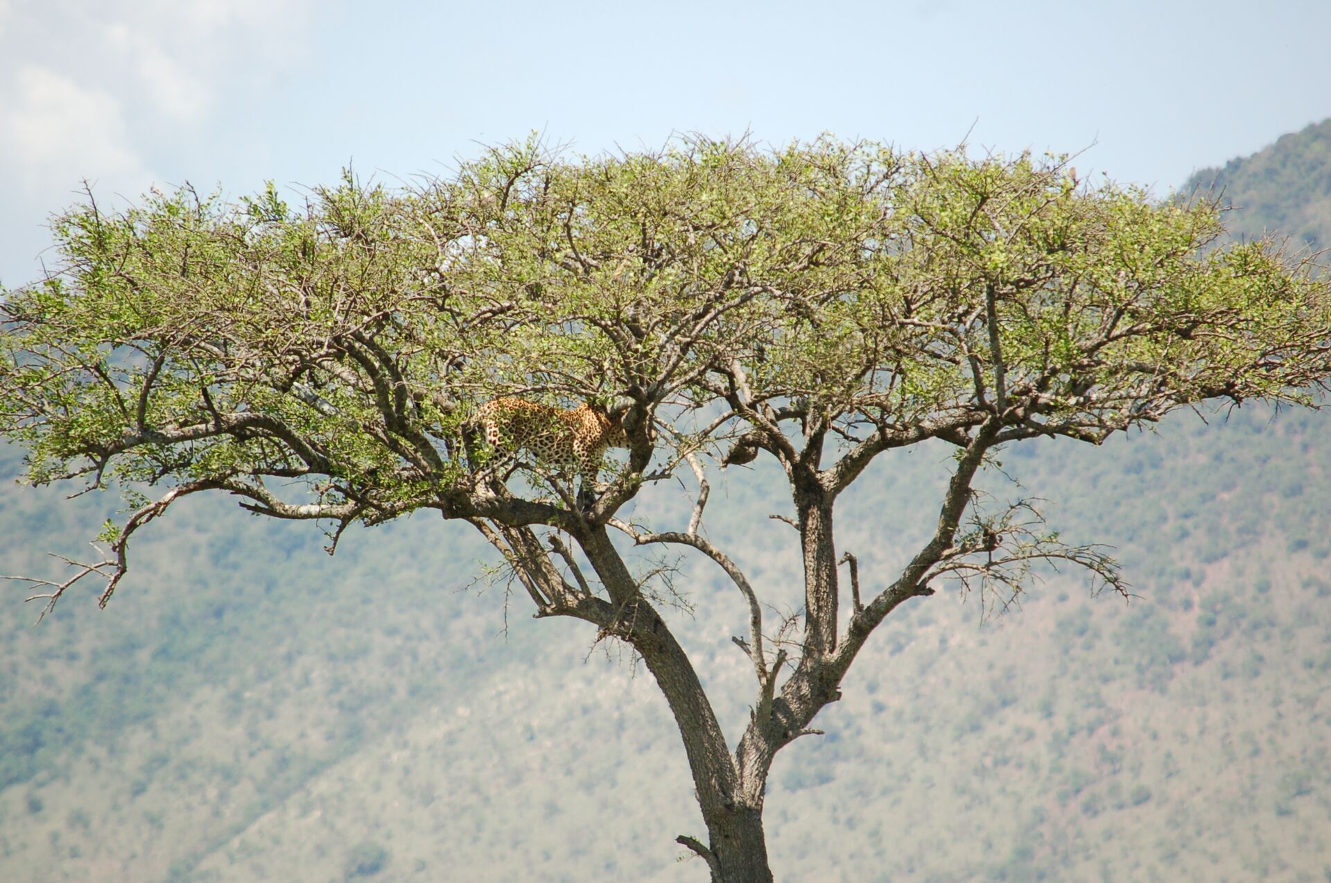 Leopard in acacia tree, Kenya